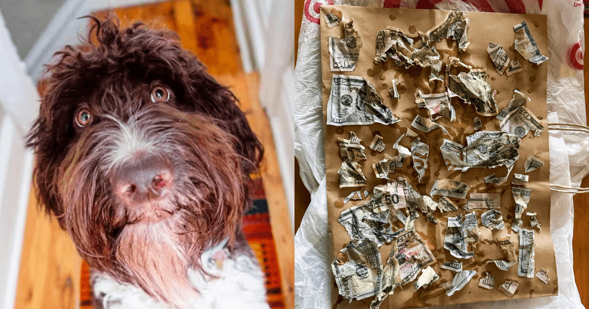 Dog eats owners' cash worth P222,000 • PhilSTAR Life